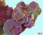 Pseudolithophyllum